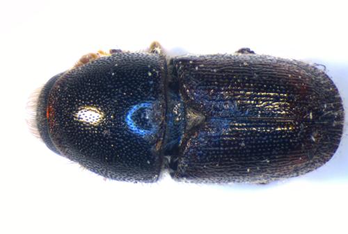 Scolytus kirschii fasciatus
